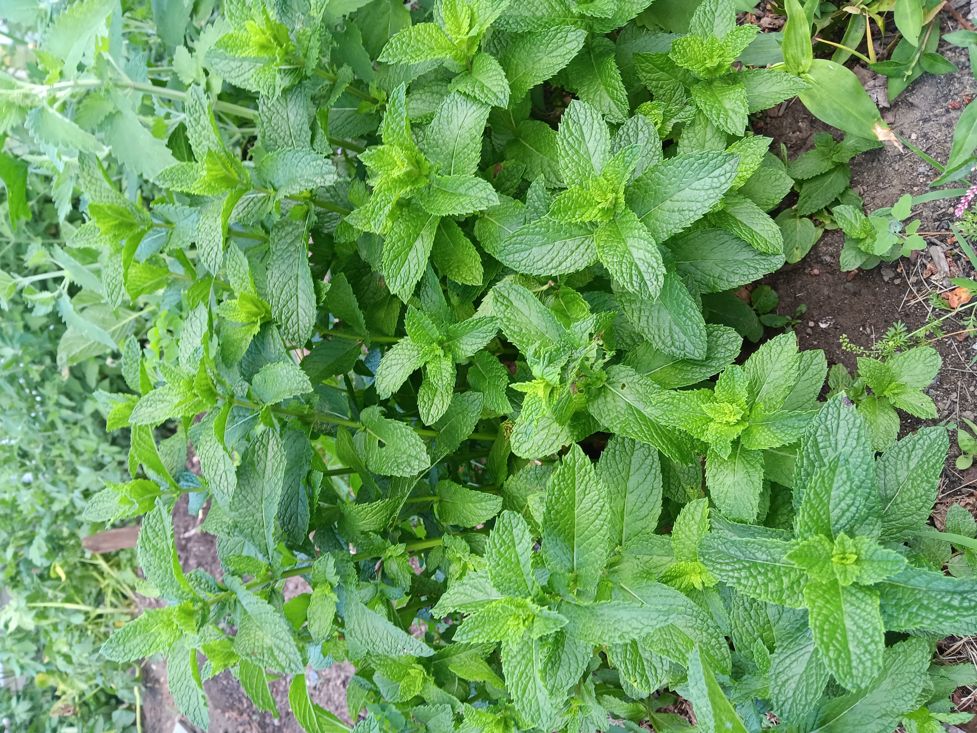 a photo of a sprig of mint