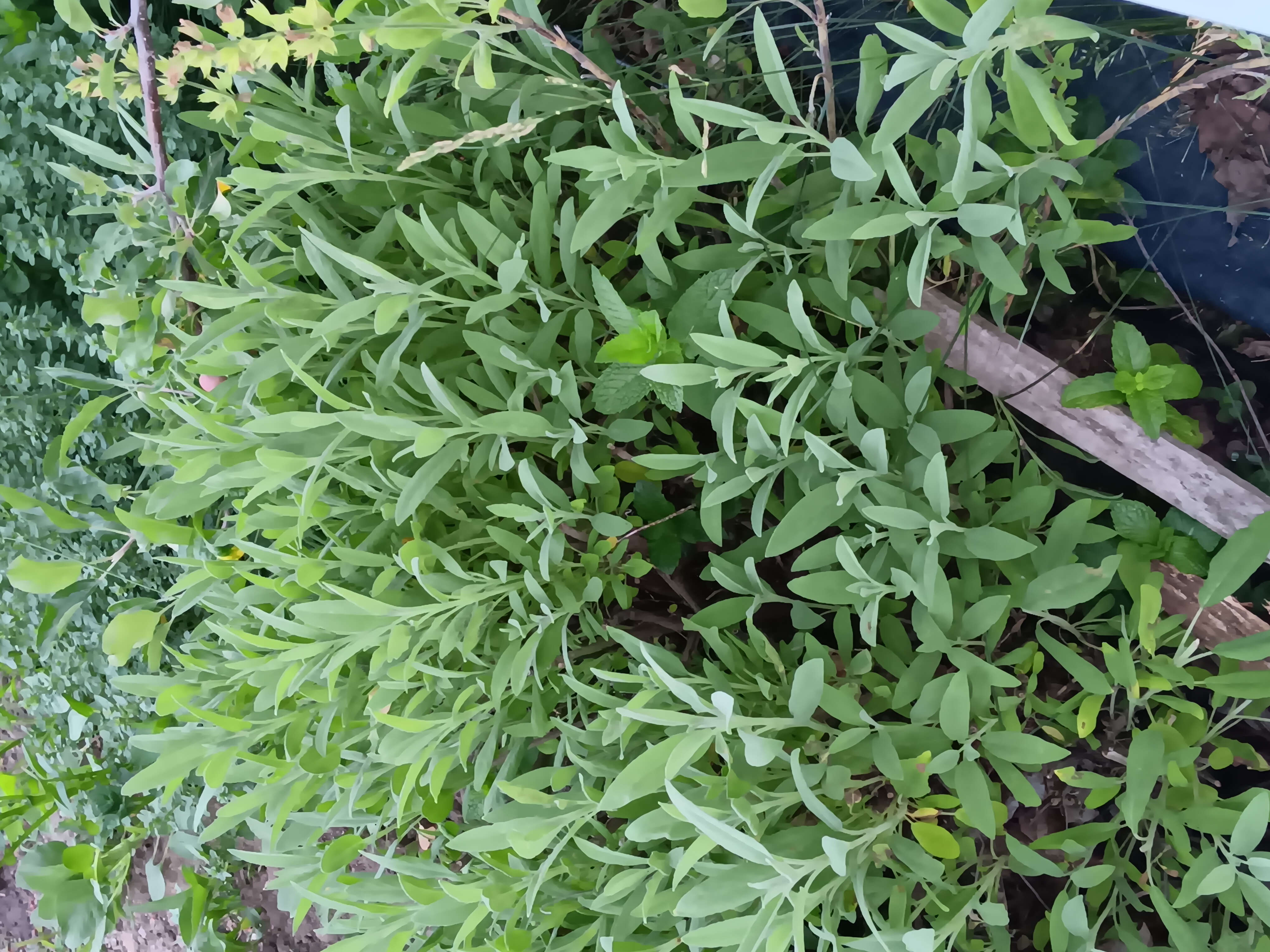 a photo of a sprig of sage