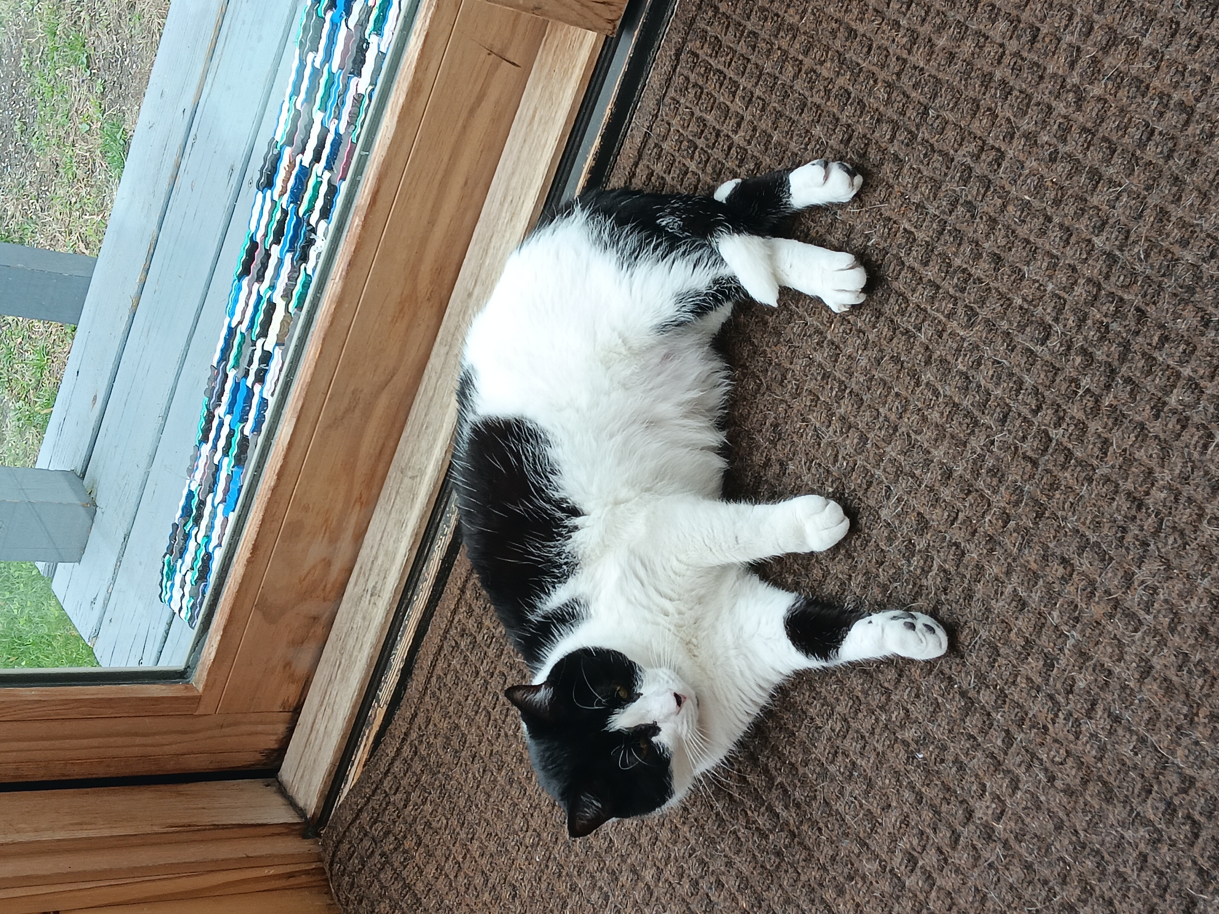 a photo of a black and white cat named Penelope